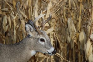 young-whitetail-buck