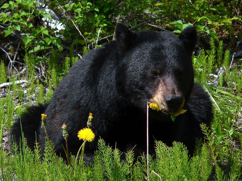 black-bear-alaska