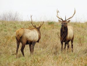 bull-elk-elk-island-national-park