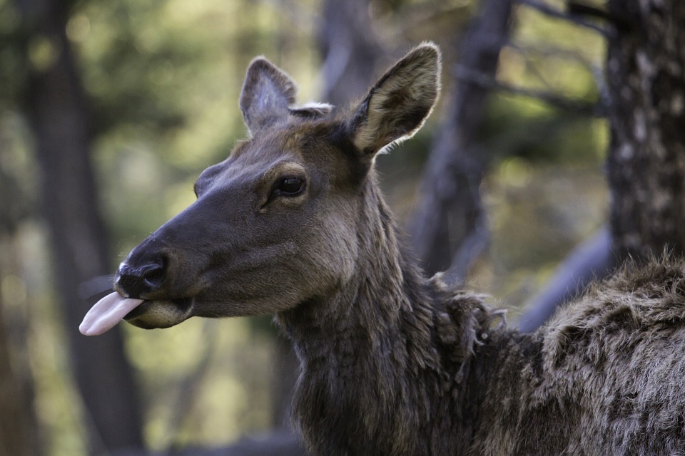 cow-elk