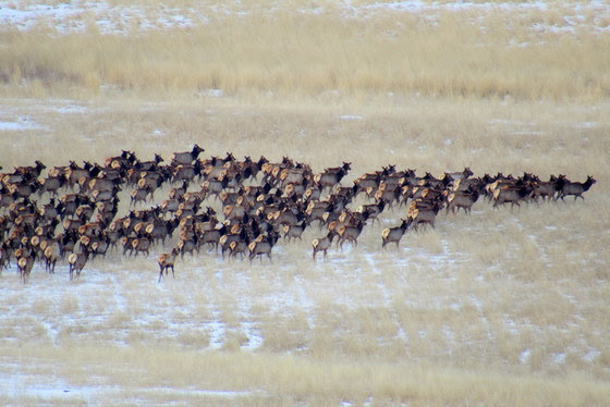 elk-on-rabbit-mountain-colorado