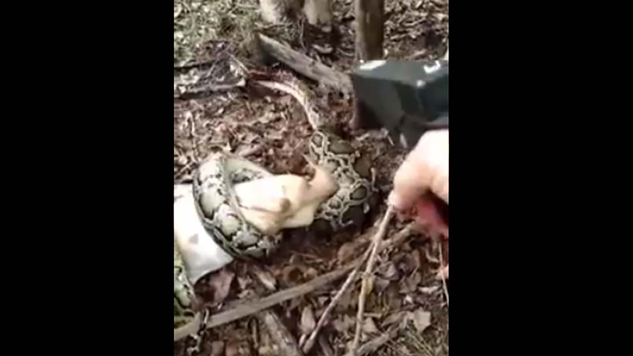 florida-woman-shooting-python