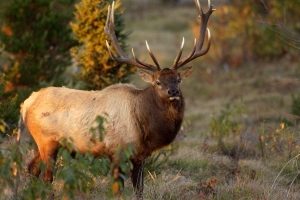 michigan-elk