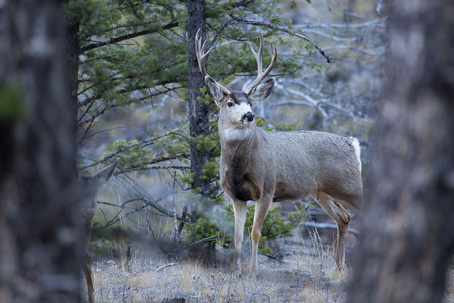 mule-deer-buck-wyoming