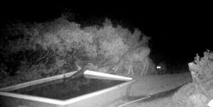 trail-cam-shows-deer-getting-attacked-by-a-mountain-lion