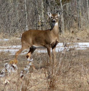 white-tailed-deer-maine