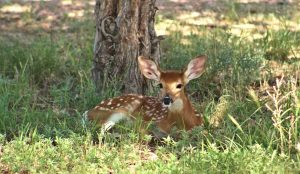 whitetail-fawn