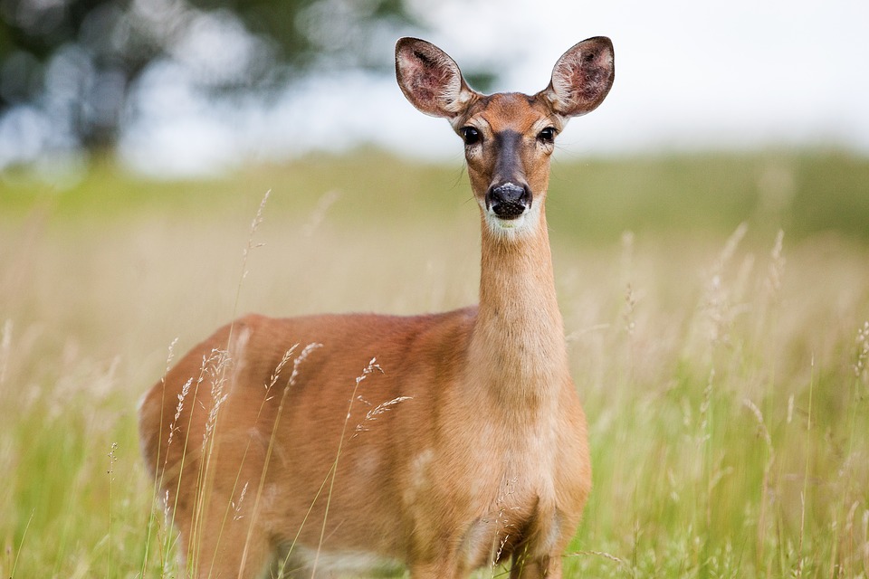 whitetail-ohio