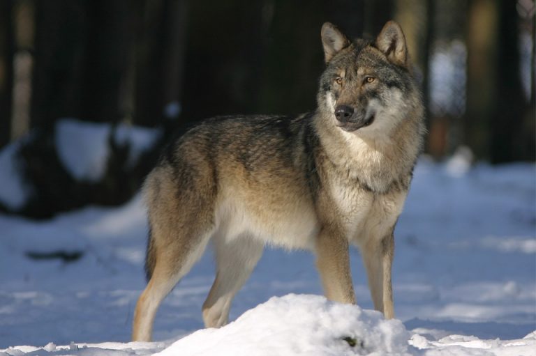 wolf-montana