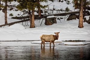 yellowstone-elk-cow