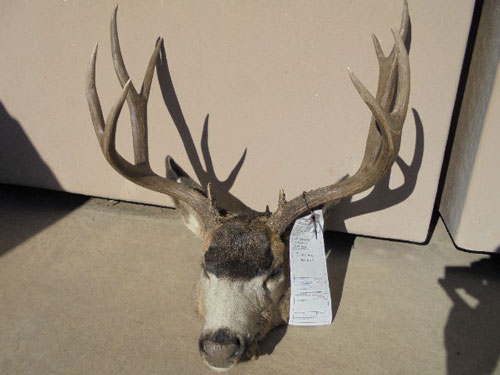 5x5-buck-killed-by-ex-marine