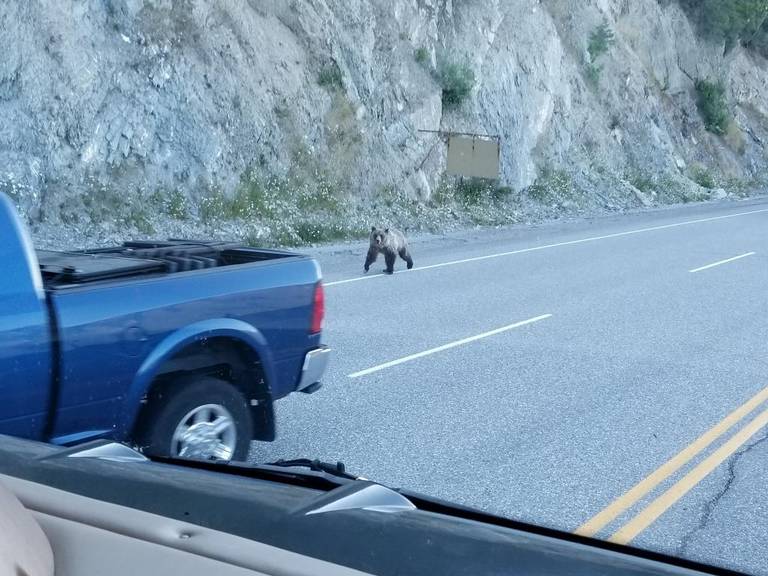 bear-chasing-cyclist