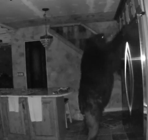 bear-in-fridge