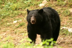 black-bear-idaho