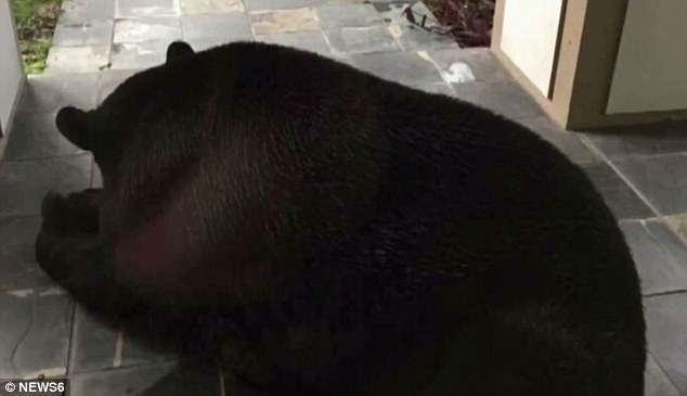 black-bear-sleeping-on-front-step