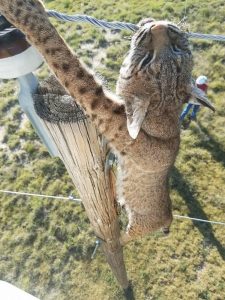 bobcat-electrocuted-on-power-lines