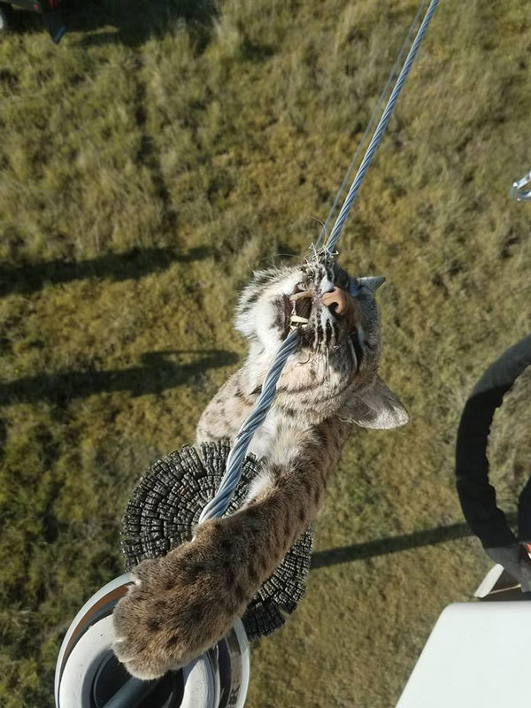 bobcat-on-power-lines-kansas