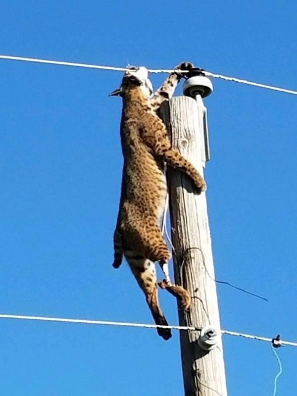 bobcat-on-power-lines