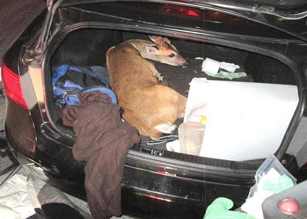 buck-in-trunk