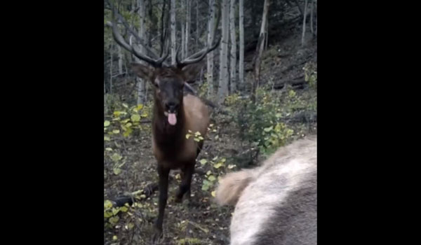 bull-elk-licking-at-cow