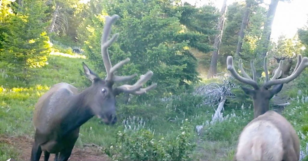 bull-elk-sparring