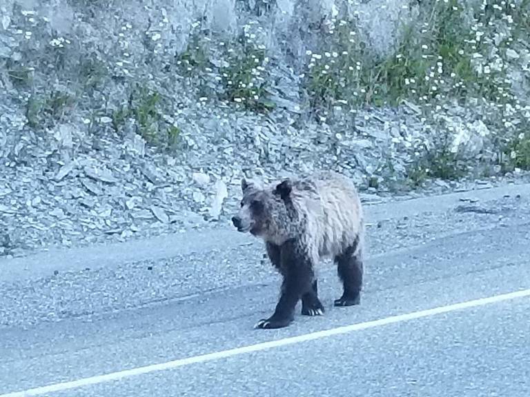 close-up-of-bear