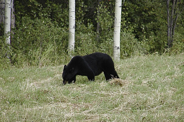 colorado-black-bear