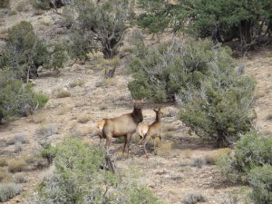 cow-elk-and-calf-wyoming