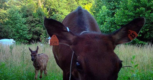 elk-calf-and-cow-tomblin-wildlife-managment-area-west-virginia