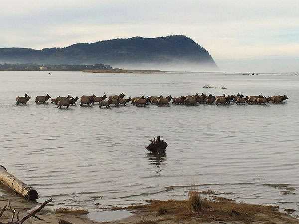 elk-herd-gearhart