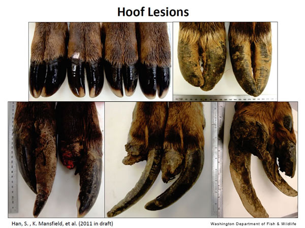 elk-hoof-lesions