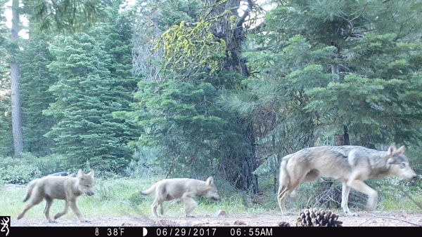 female-wolf-with-pups