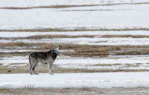 howling-wolf-idaho