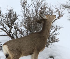 idaho-mule-deer-doe