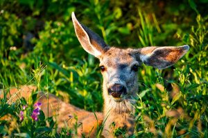 mule-deer-doe-arizona