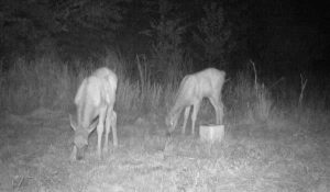 pair-of-elk-calves-west-virginia