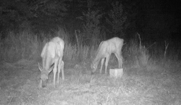 pair-of-elk-calves-west-virginia