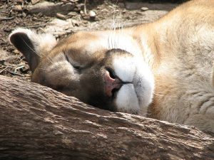 sleeping-mountain-lion