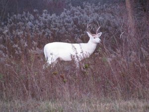 white-deer-buck