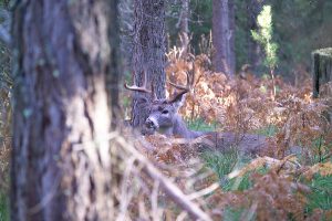 whitetail-buck-iowa