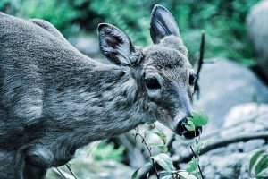 whitetail-deer-pennsylvania