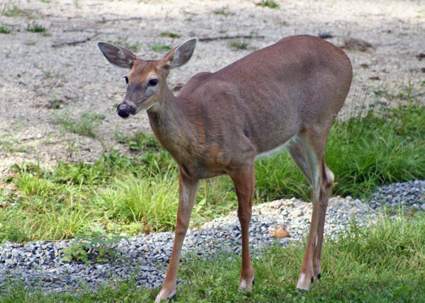 whitetail-doe-pennsylvania