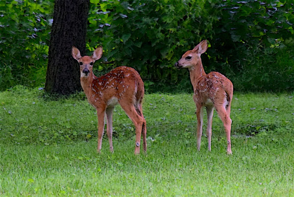 whitetail-fawns-wisconsin