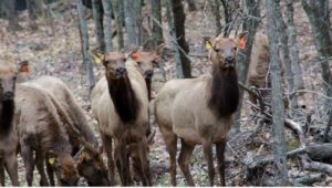 wisconsin-elk-for-release