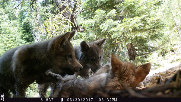 wolf-pups-playing