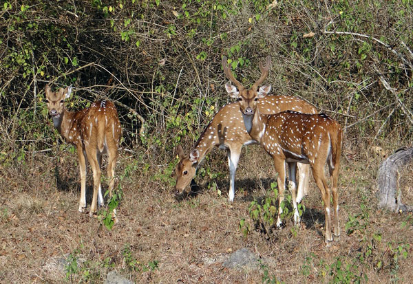 axis-deer-hawaii