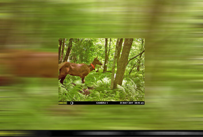 barron-county-elk