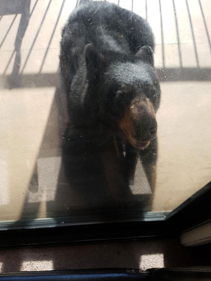 black-bear-at-back-door