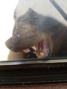 black-bear-biting-rear-door