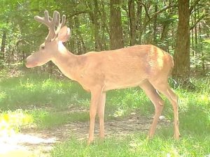 bullwinkle-deer-mississippi